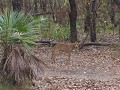  dingo (wilde hond) op bezoek op onze campground