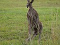 kangoeroe's onderweg naar Arrawara
