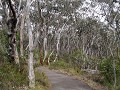  prachtige eucalyptus bomen