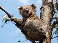 vele schattige koala's in Kennett River
