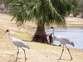  Lake Fred Tritton , deze speciale vogels gespot