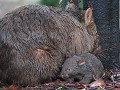  mama wombat met kleintje schuilt voor de hevige b