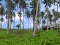 voor ons het eiland van de duizenden palmbomen