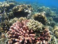  snorkelen in de prachtige koraaltuinen van Dauin