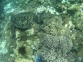onze eerste ontmoeting met de zeeschildpadden