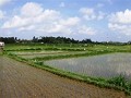 wandelen op de smalle paadjes tussen de rijstvelde