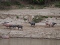 overal buffels op de oevers