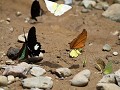 talrijke felgekleurde vlinders begeleiden ons op d