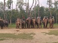  de olifanten zijn er alvast klaar voor
