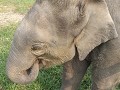  baby olifantje in het EBC (elephant breeding cent