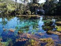 Te Waikoropupu springs