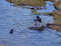 spelende zeehonden