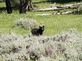 P6283972 amaaaaaazing -een zwarte beer op onze wan