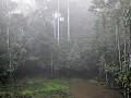 rainforest-1