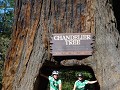 drive trough tree redwoods np