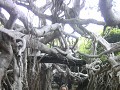 bij Banyan Tree